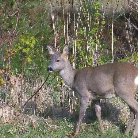 Bygmarken Ii Feriehus